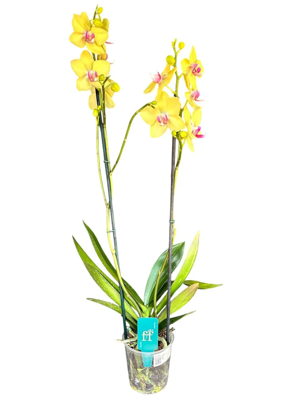 Orquídea Modena