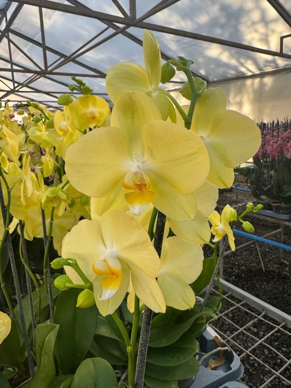 Orquídea Mirage