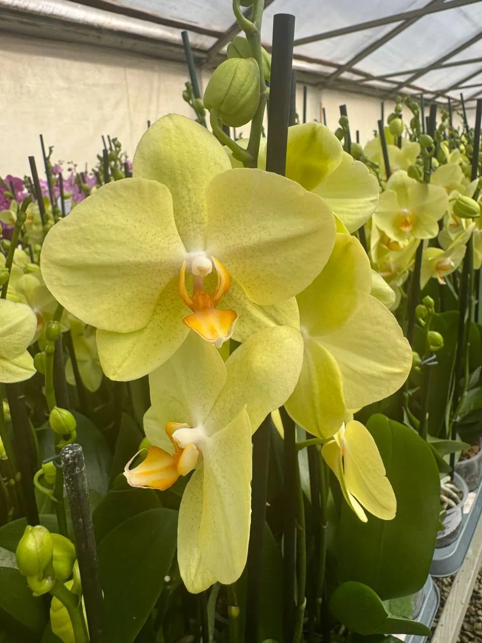 Orquídea Volterra