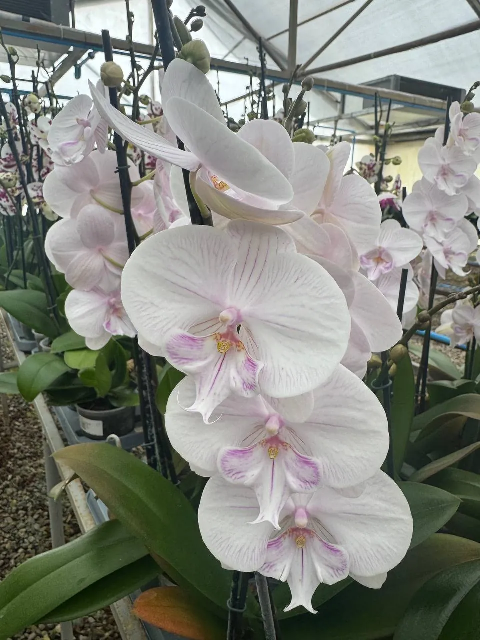 Orquídea Phalaenopsis blanca con vetas rosadas, variedad Ambon — Floraflor