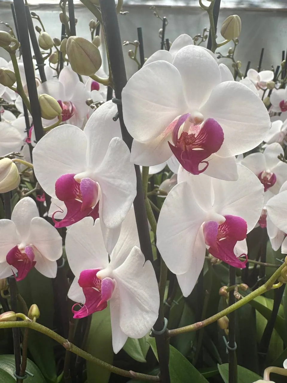 Orquídea Association