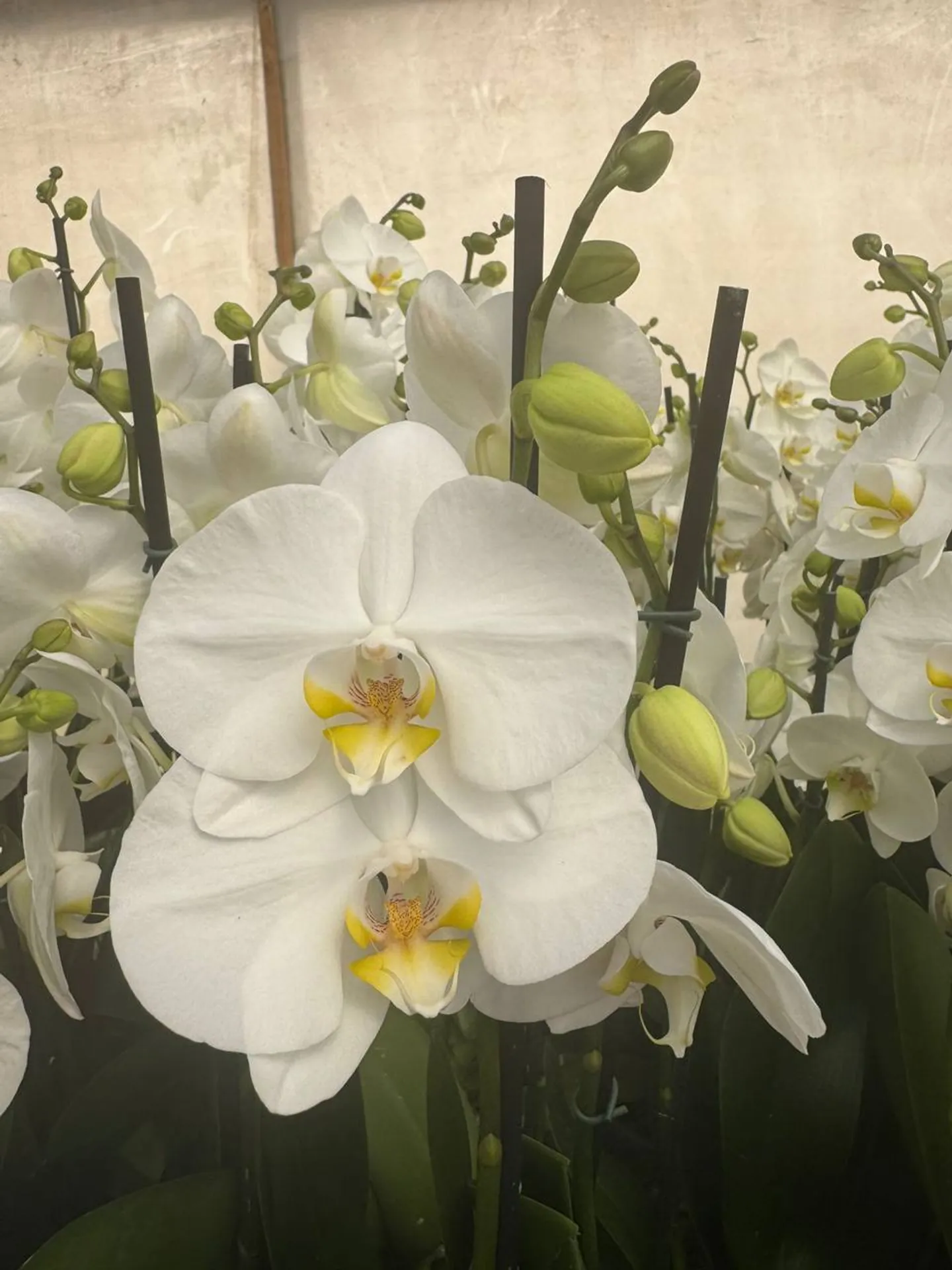 Orquídea Nottingham