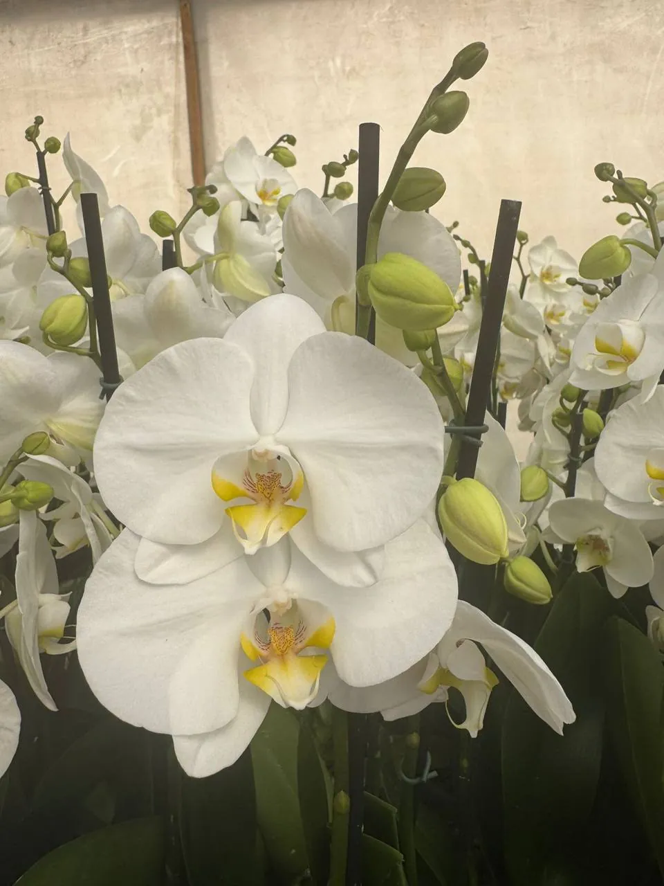 Orquídea Nottingham