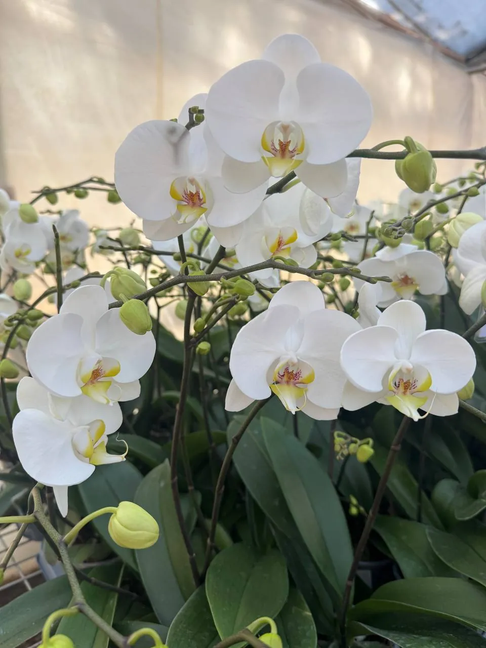 Orquídea SA2001