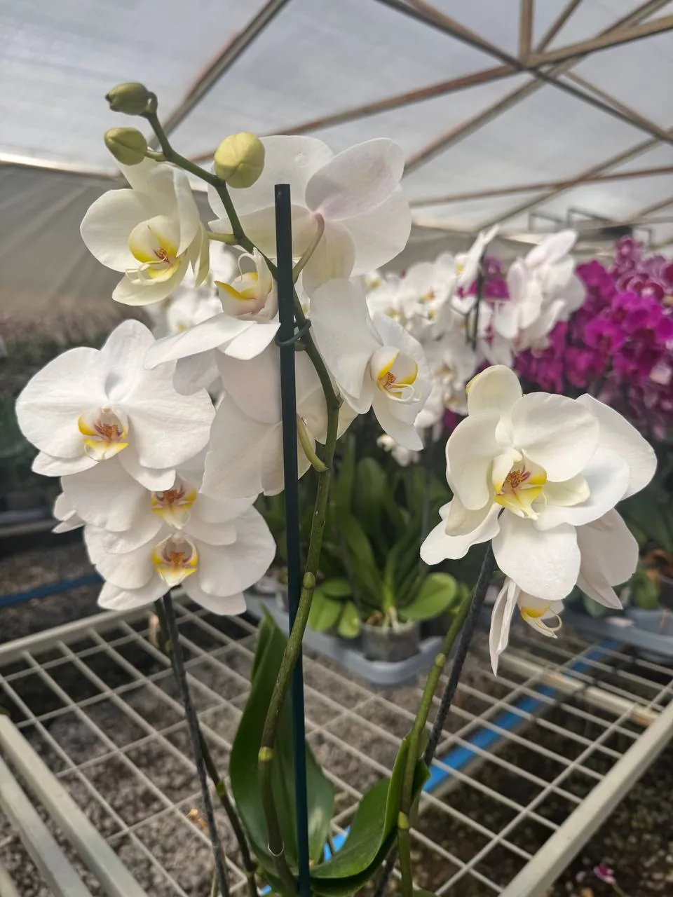 Orquídea Yvion