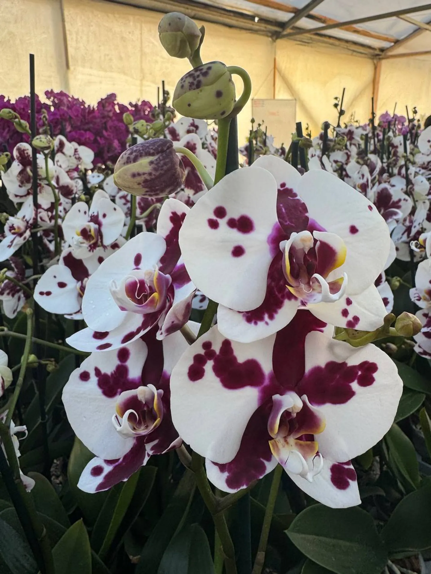 Orquídea Black Magic