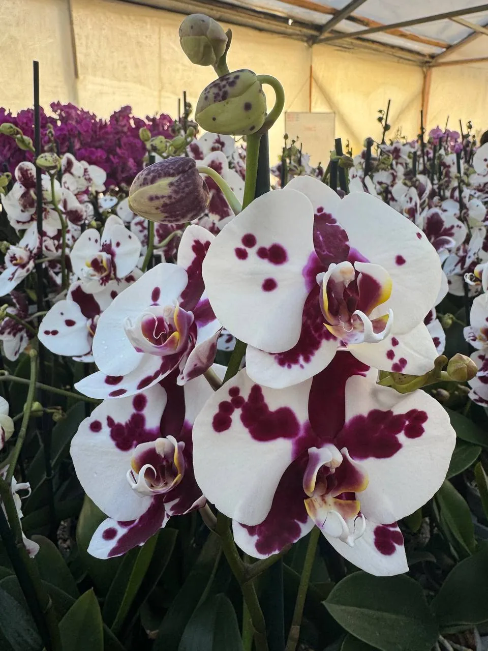Orquídea Black Magic
