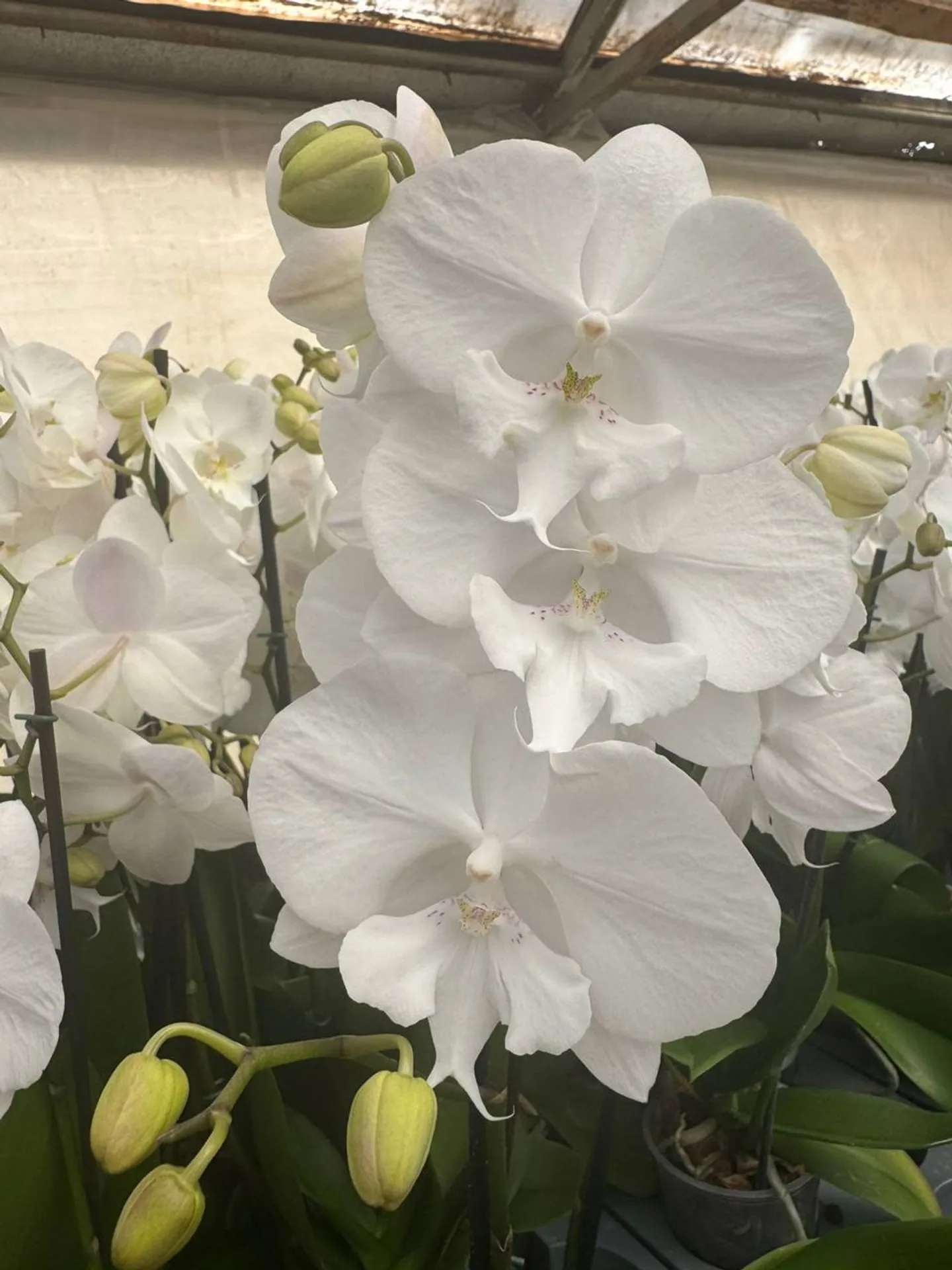 Orquídea Gili