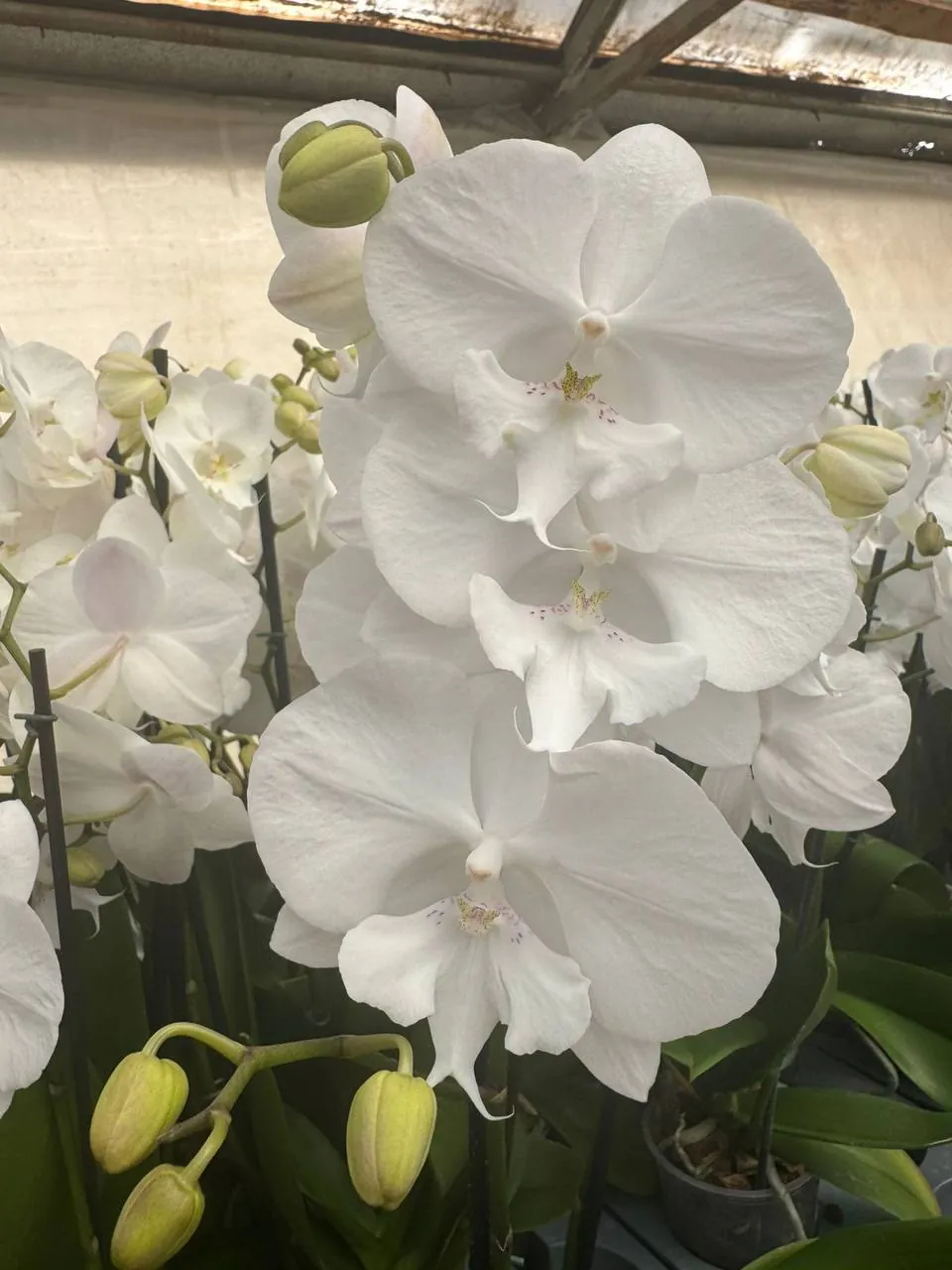 Orquídea Gili