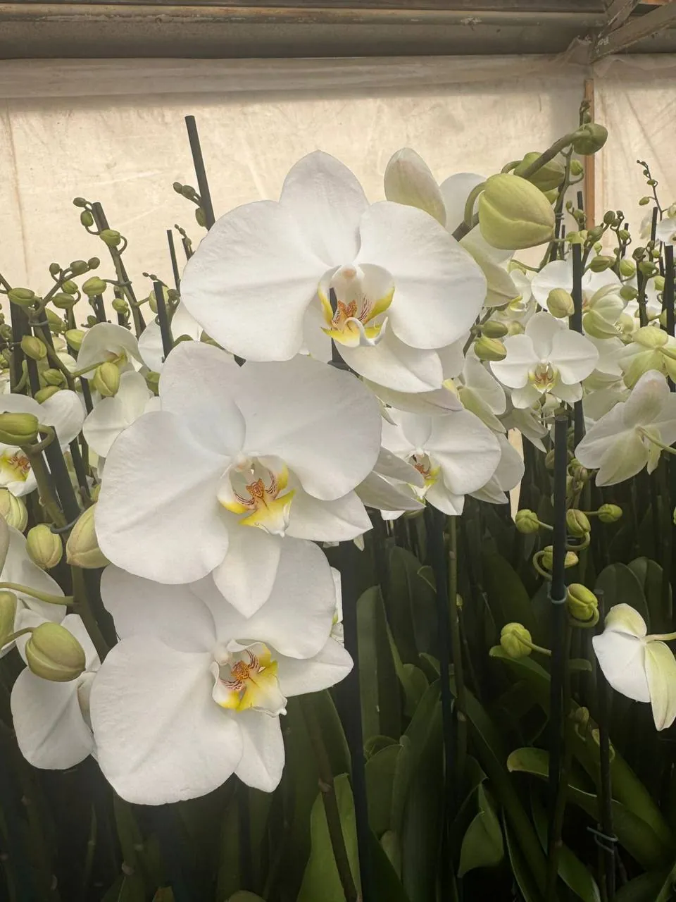 Orquídea Leeds