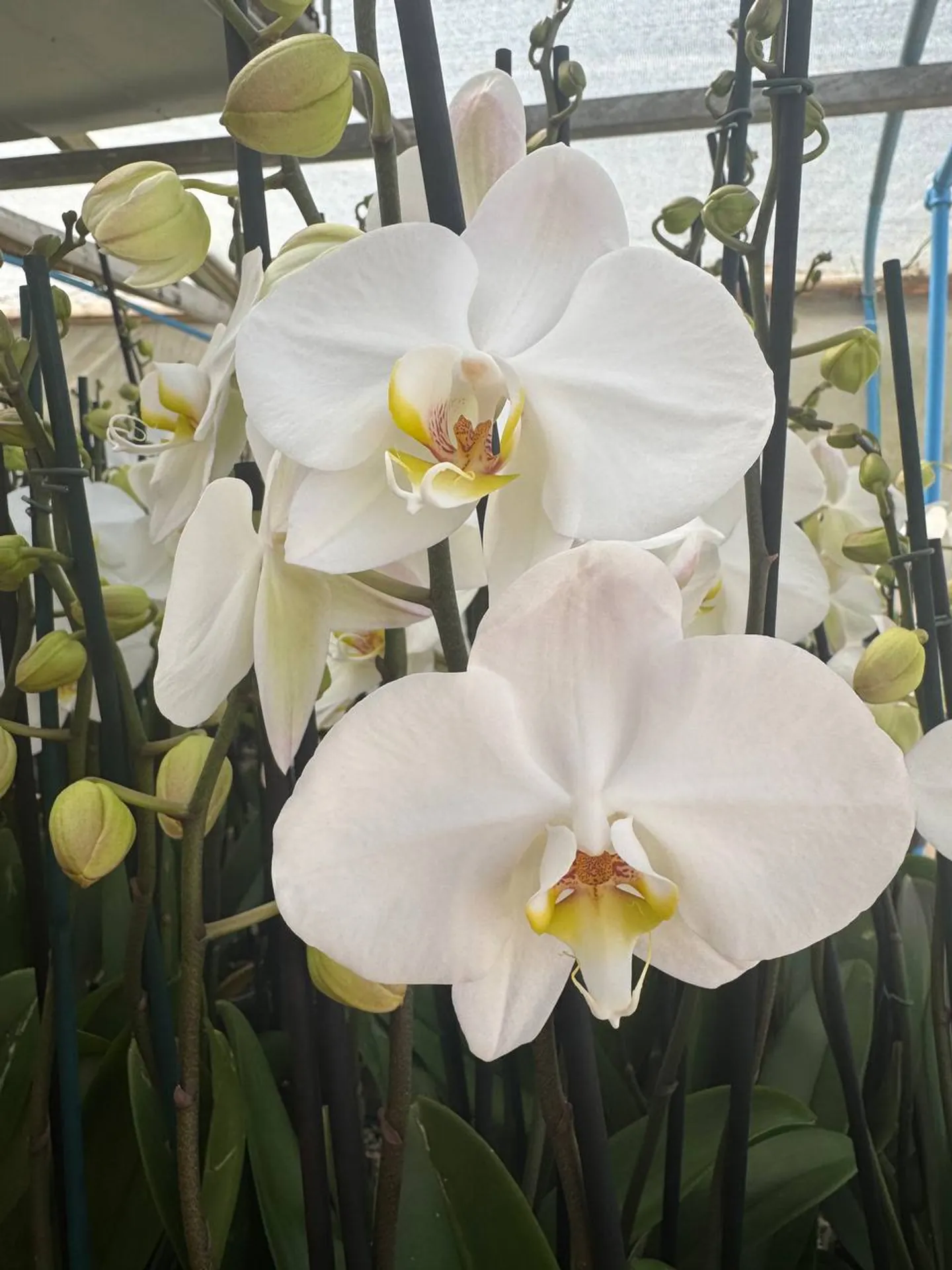 Orquídea Leeds