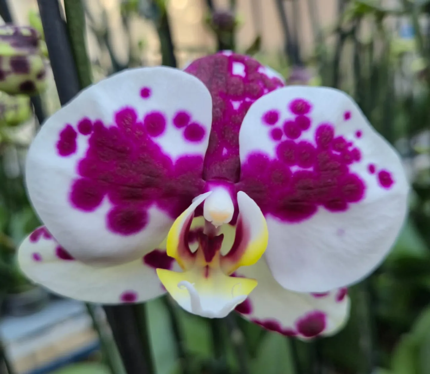 Orquídea Palamos