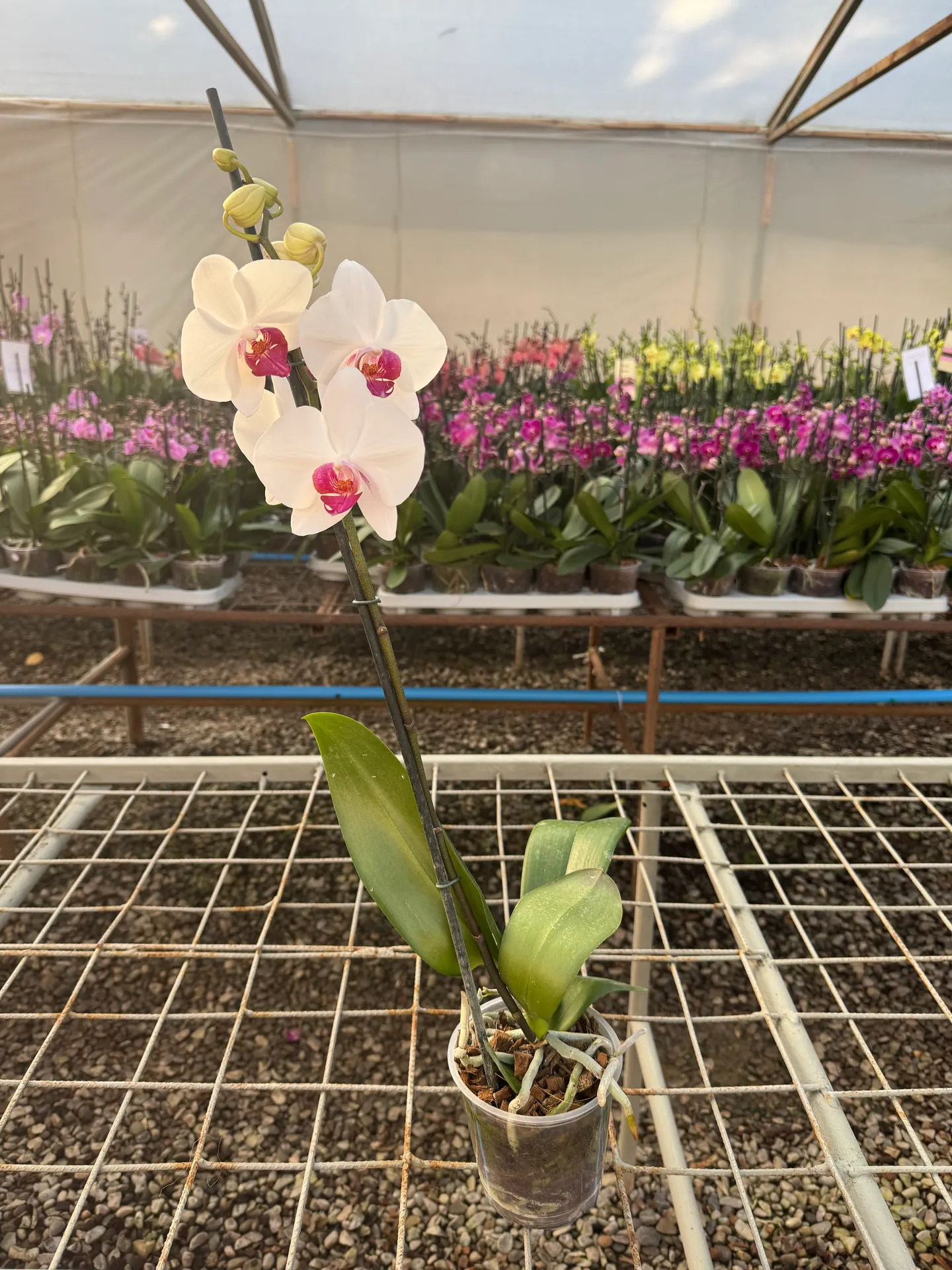 Orquídea Red Eye
