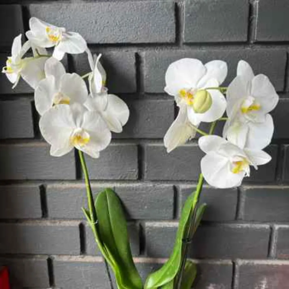 Orquídea Taipei