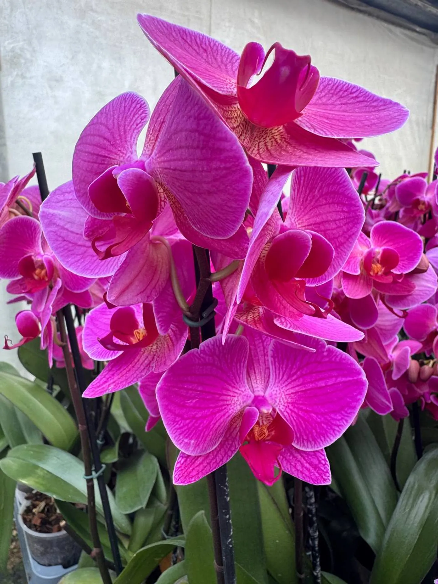 Orquídea Chelsion