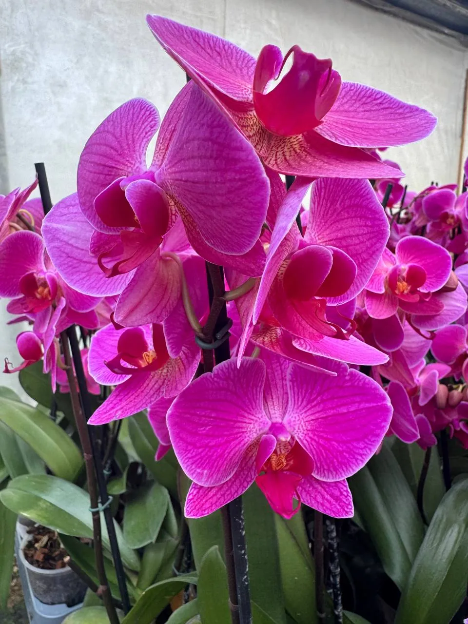 Orquídea Phalaenopsis violeta intenso vetas claras, variedad Chelsion — Floraflor