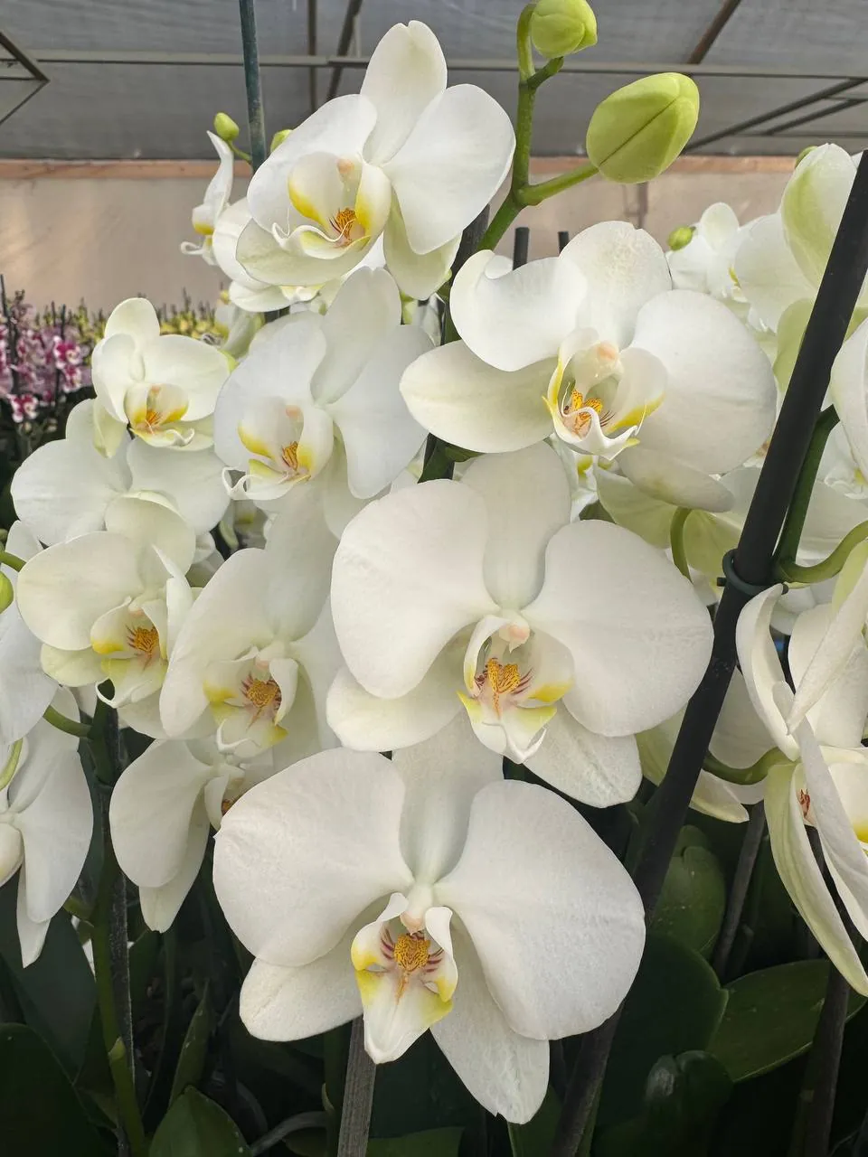 Orquídea Cocion