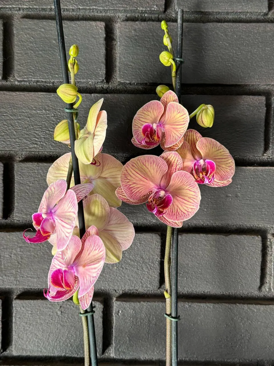 Orquídea Golden Leopard
