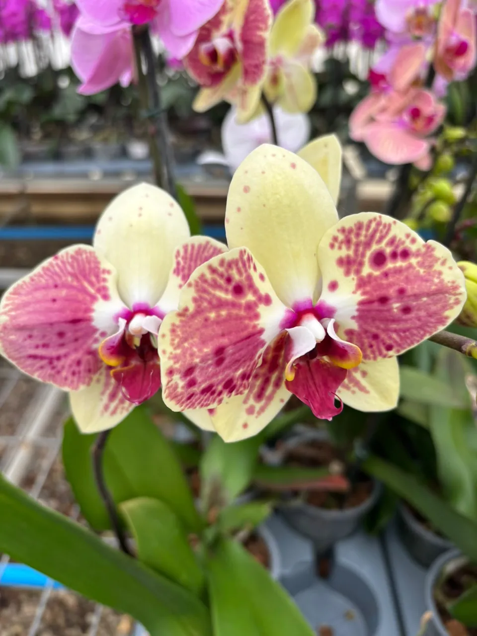 Orquídea Phalaenopsis amarilla con manchas fucsias, variedad Exotic Punch — Floraflor