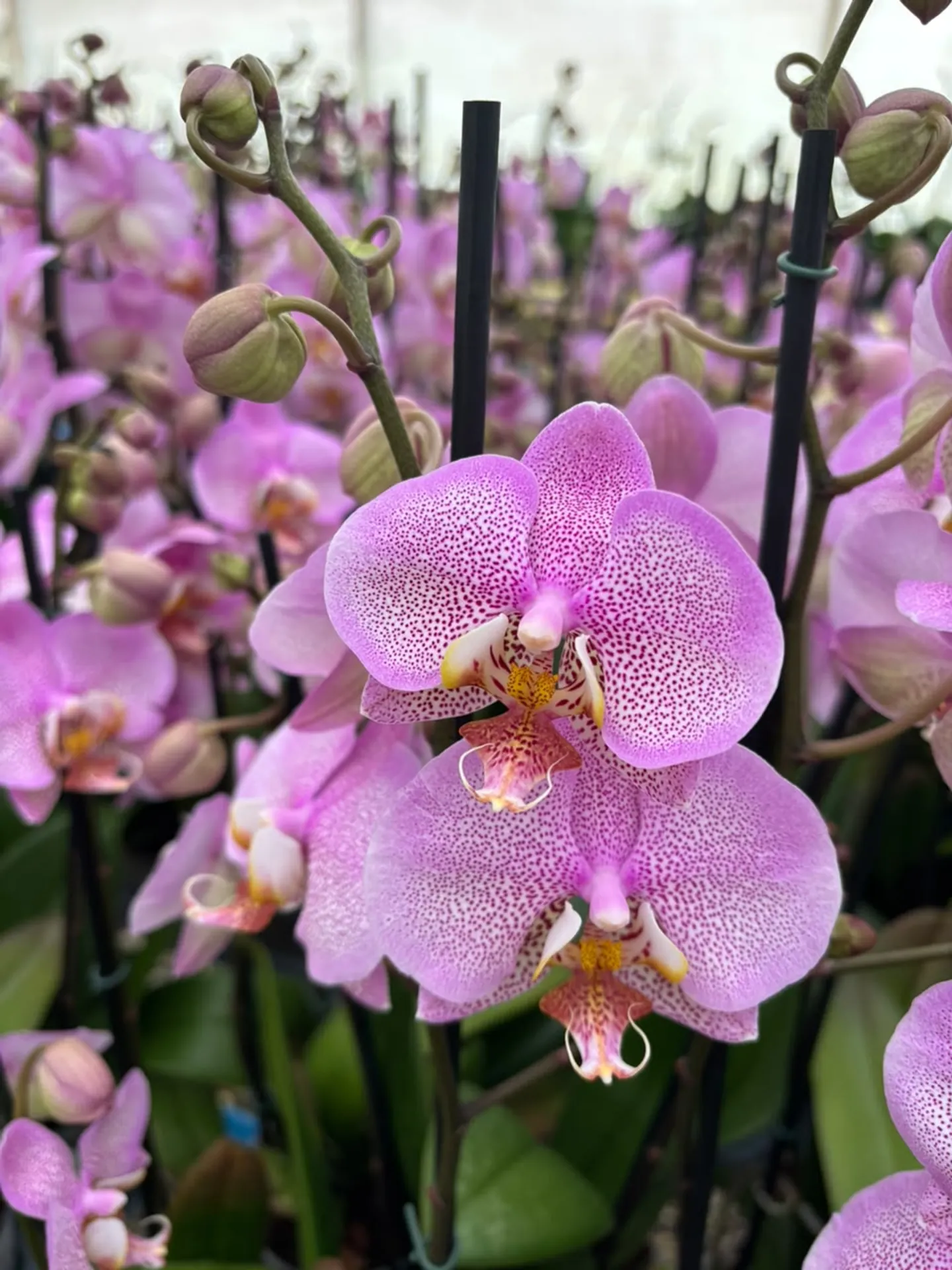 Orquídea Formation