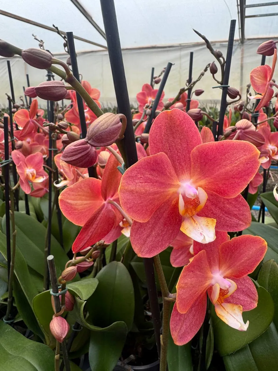 Orquídea Horizion