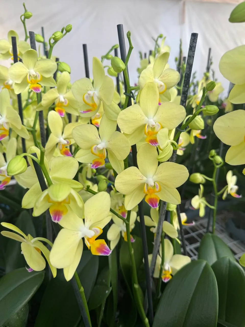 Orquídea Inti sun