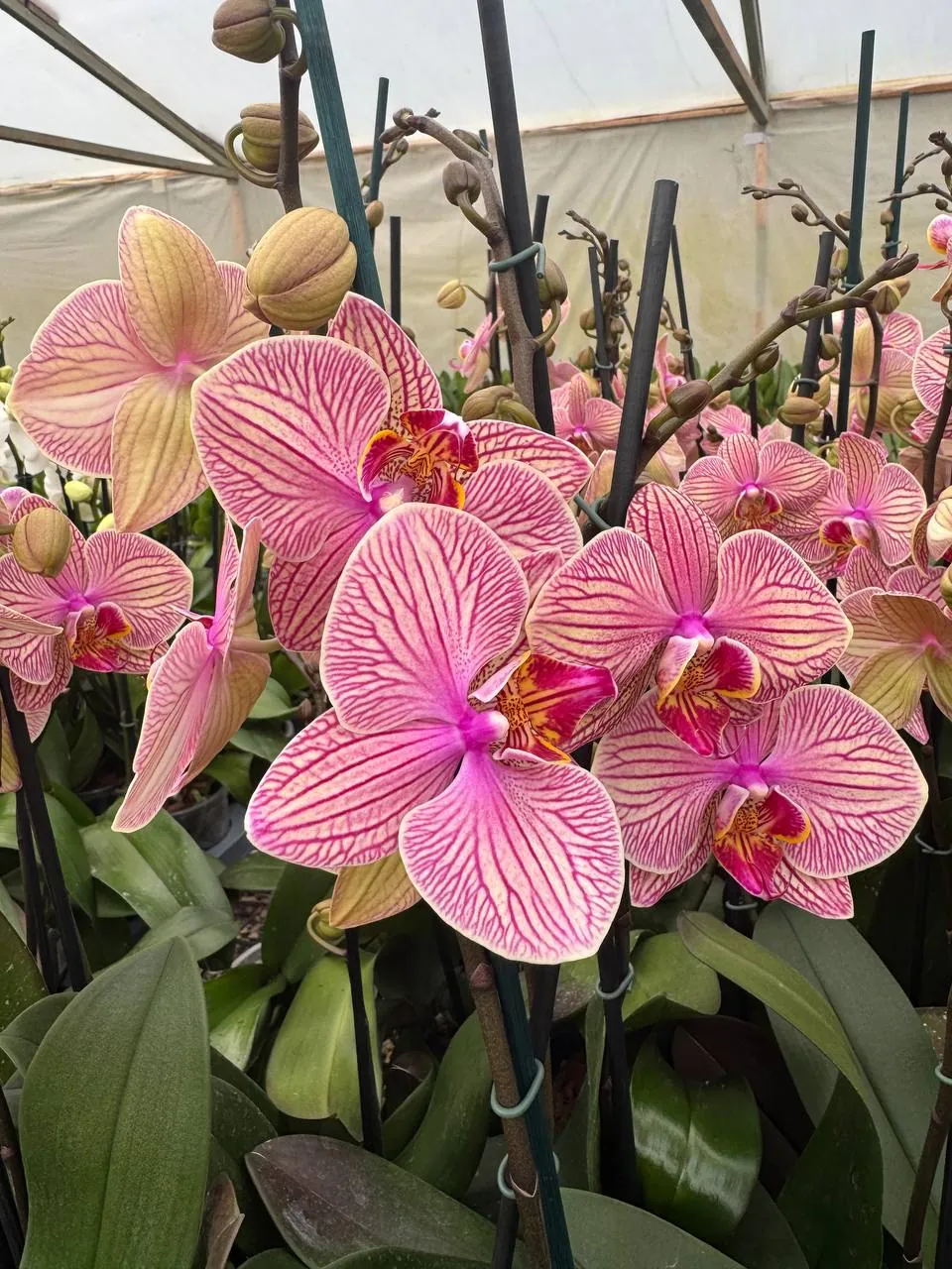 Orquídea Jupiter