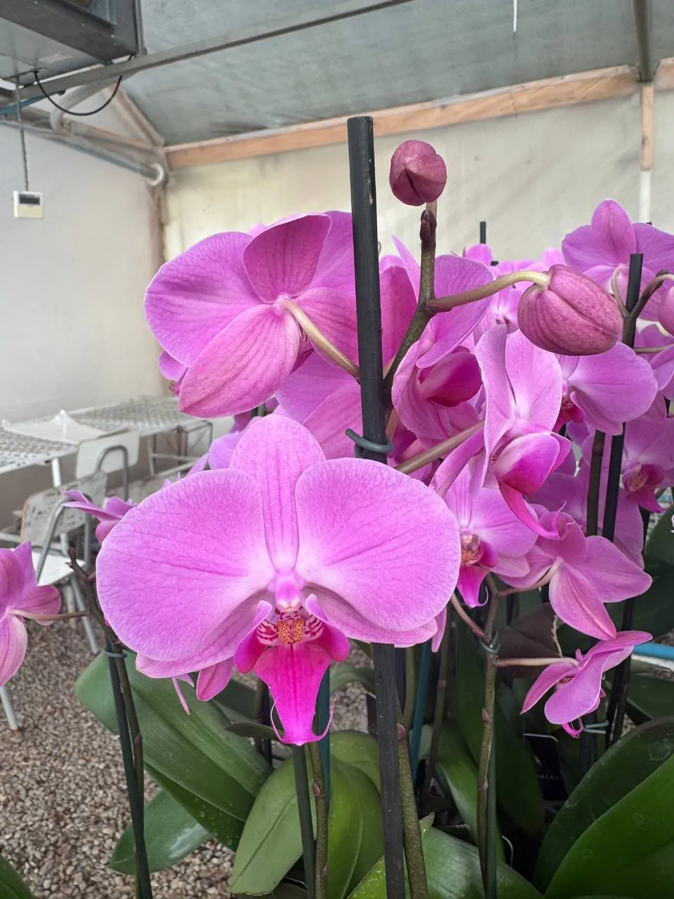 Orquídea Minneapolis