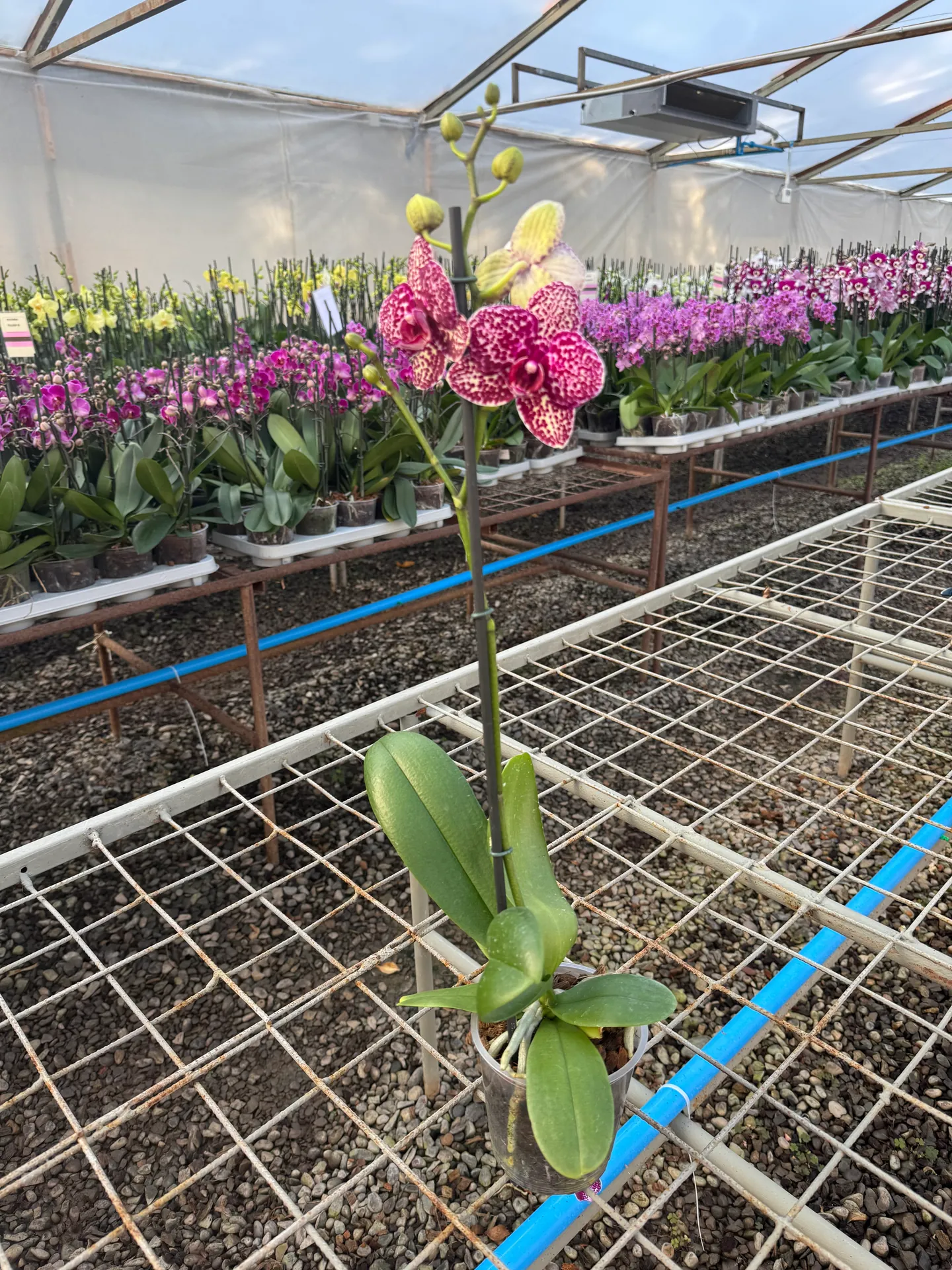 Orquídea Wildcat