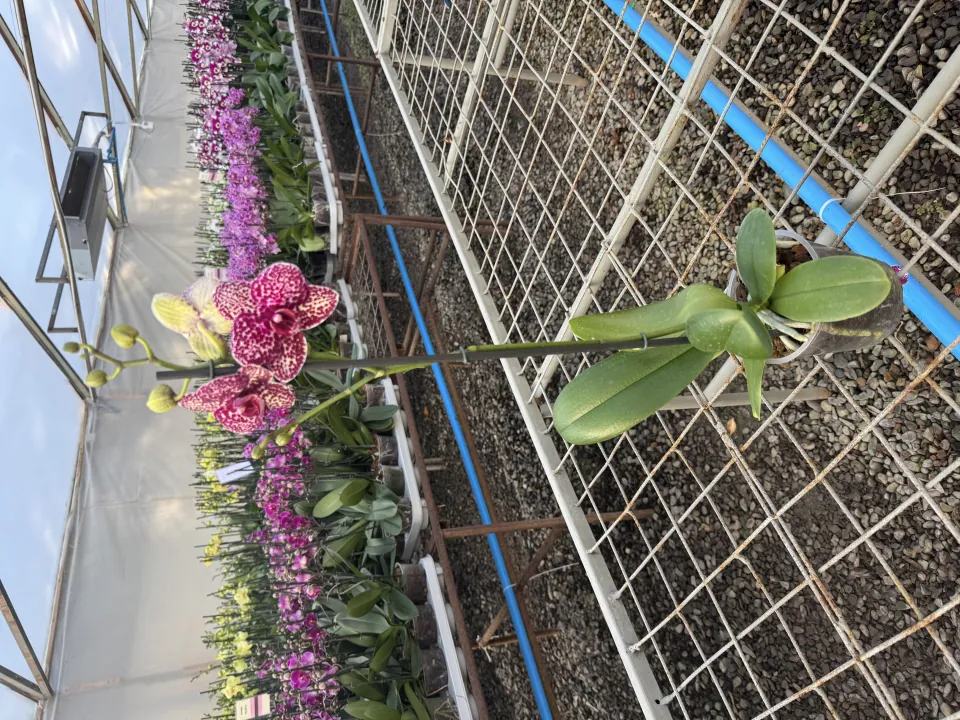 Orquídea Wildcat