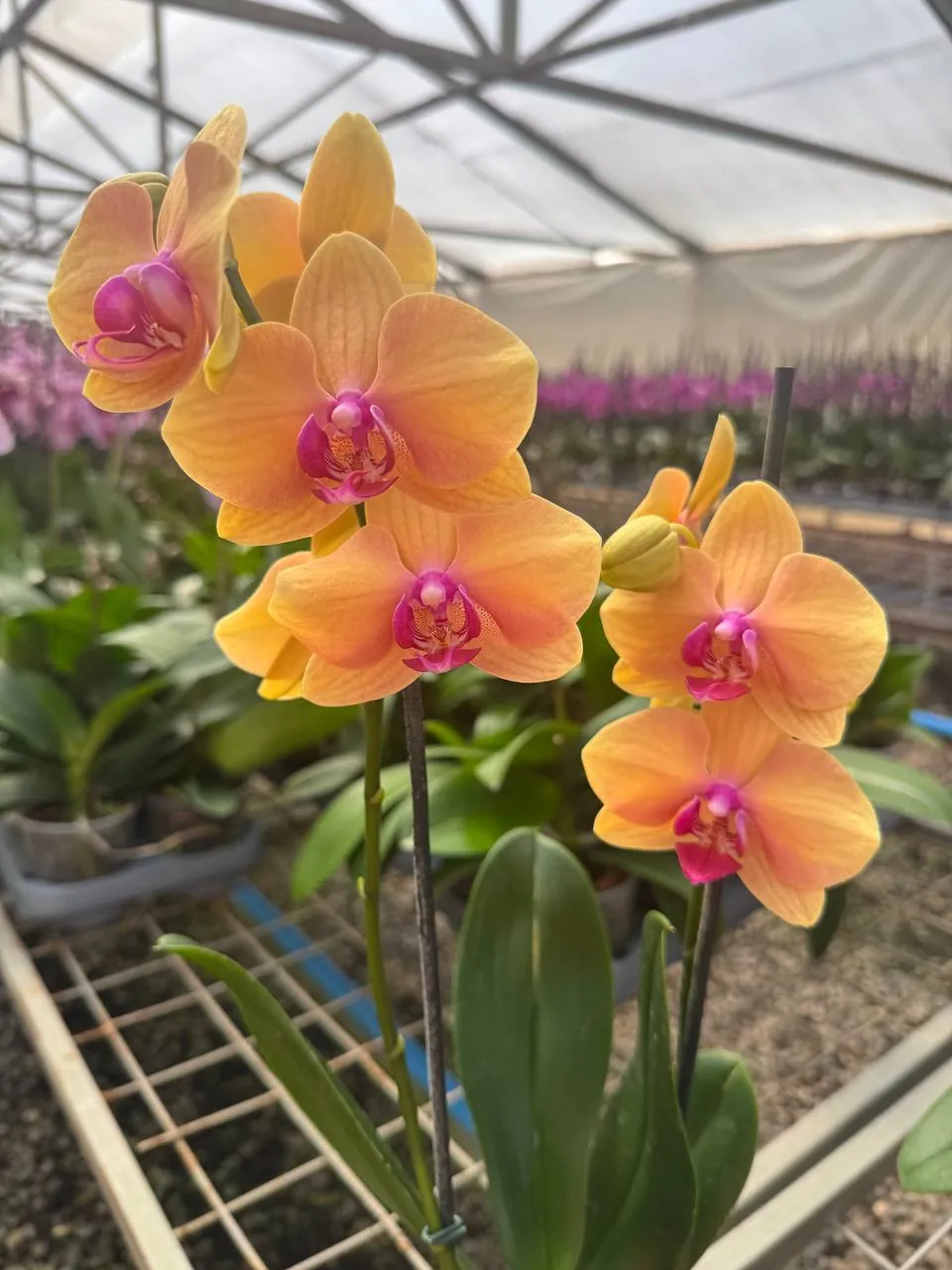 Orquídea B11127