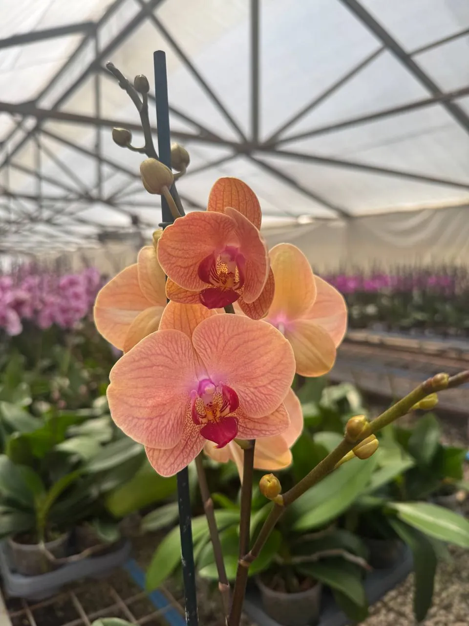 Orquídea B8498