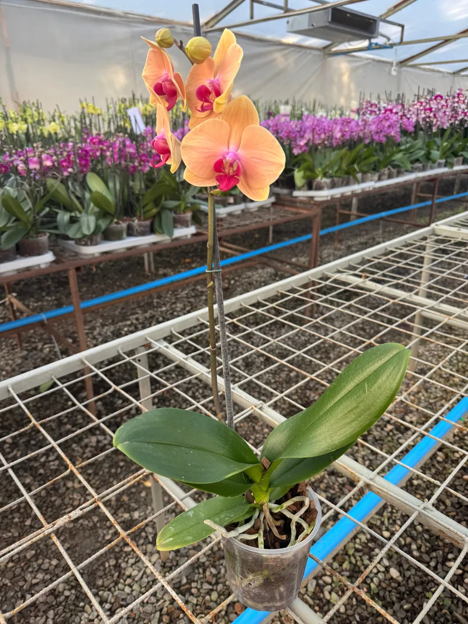 Orquídea Carribean Dream