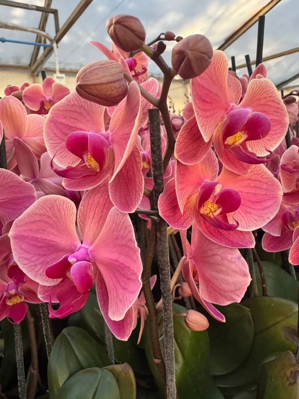 Orquídea Narbonne
