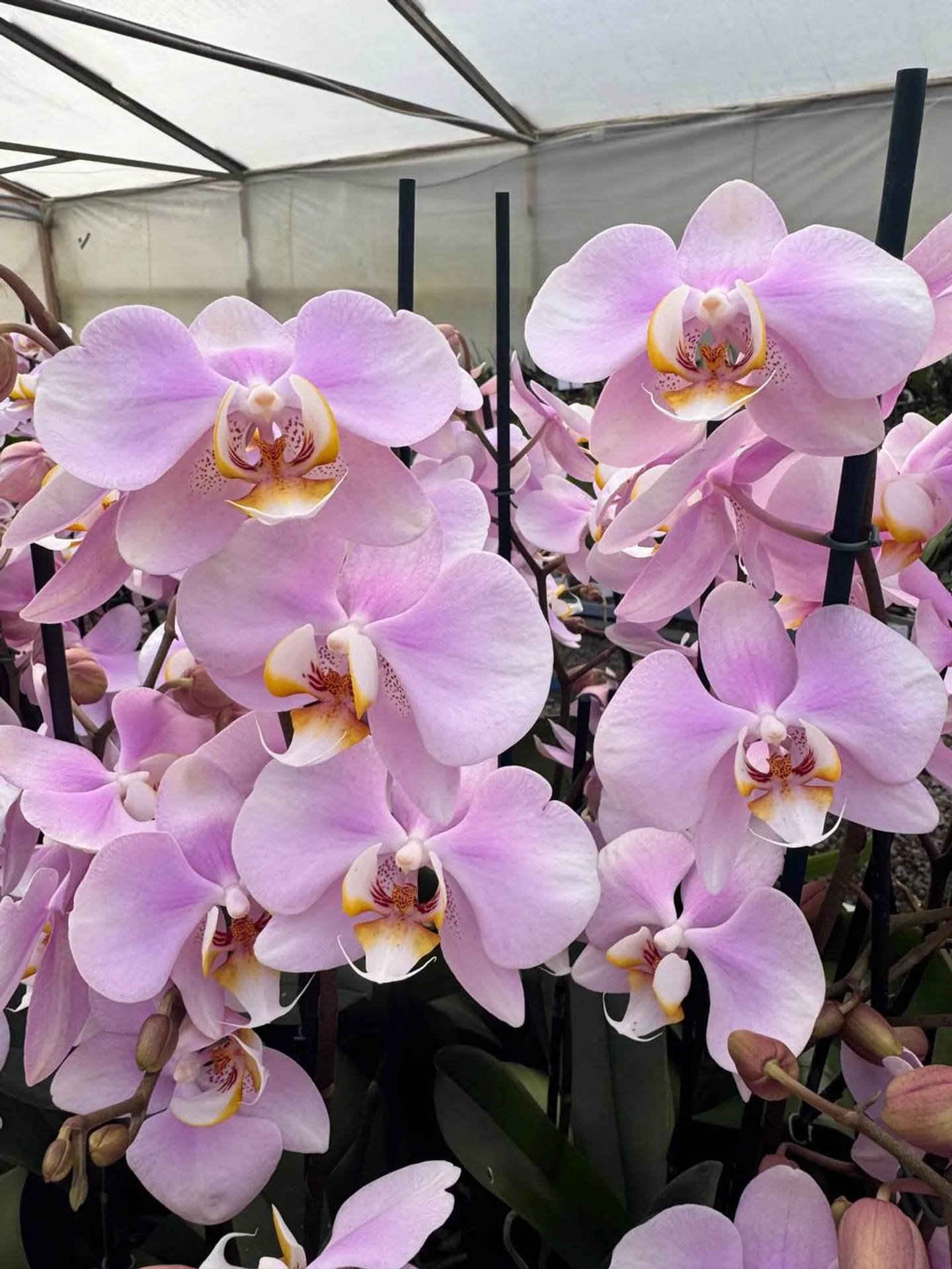 Orquídea Pink Clouds
