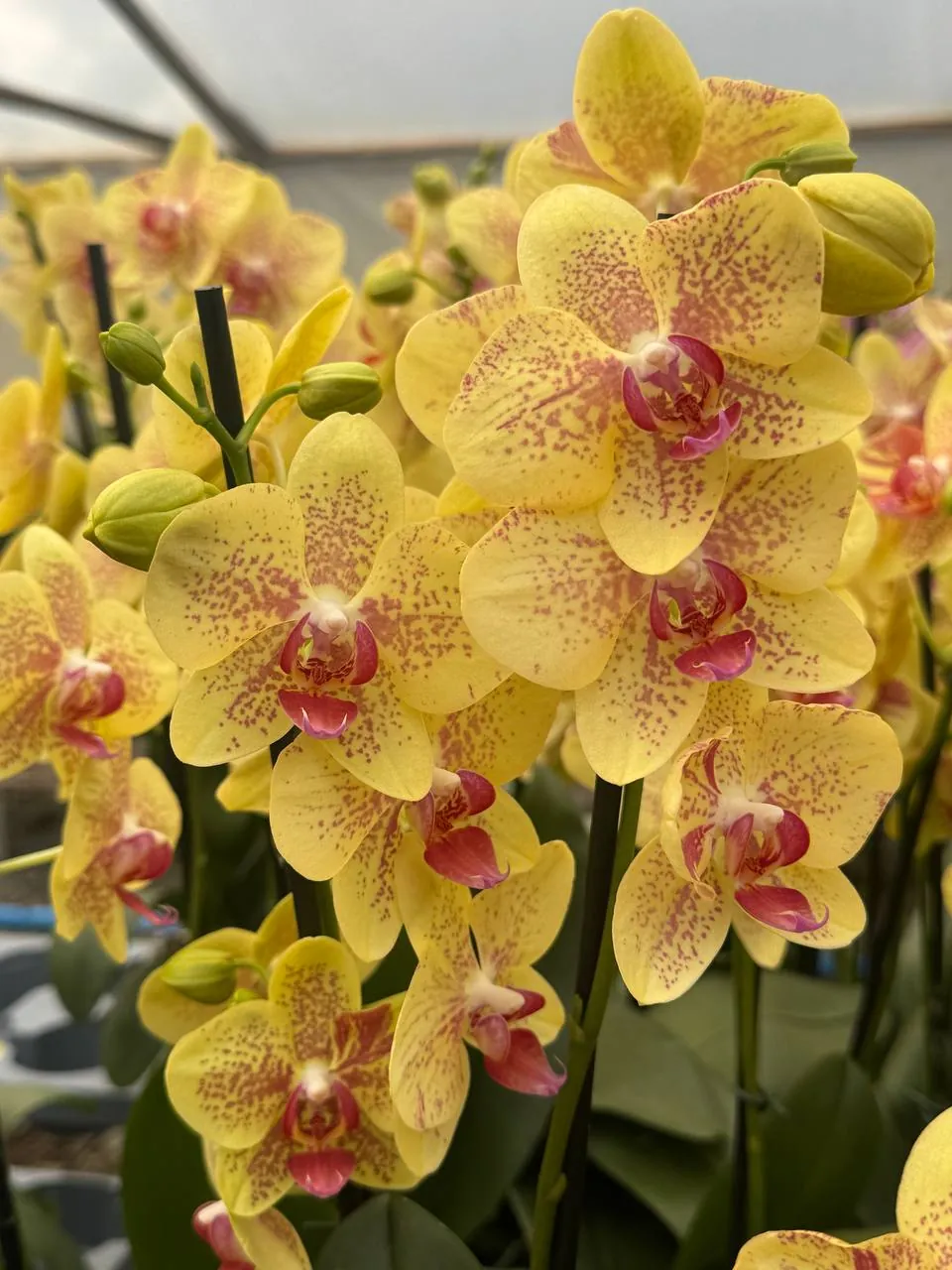 Orquídea Pulsation