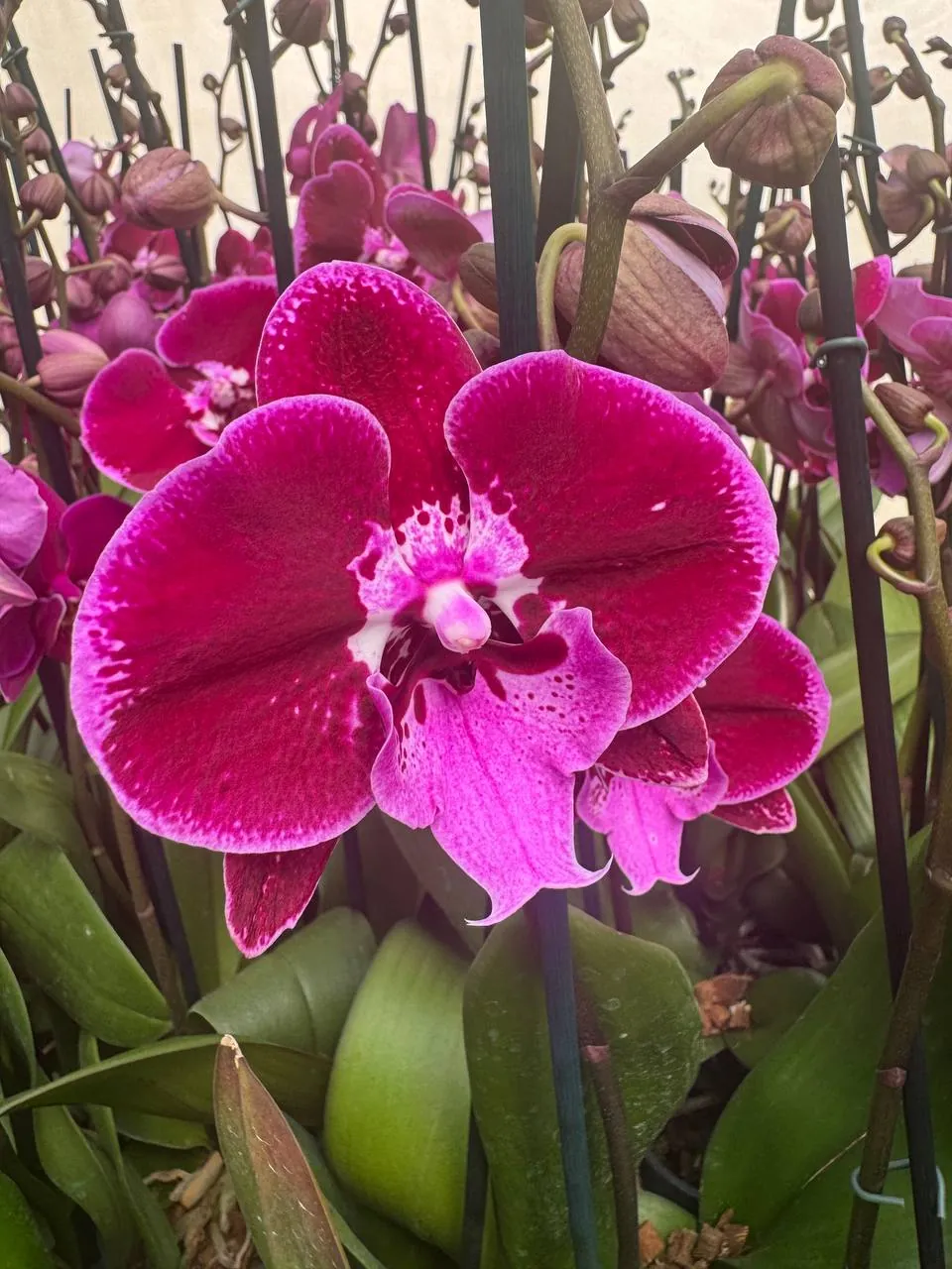 Orquídea Lembongan