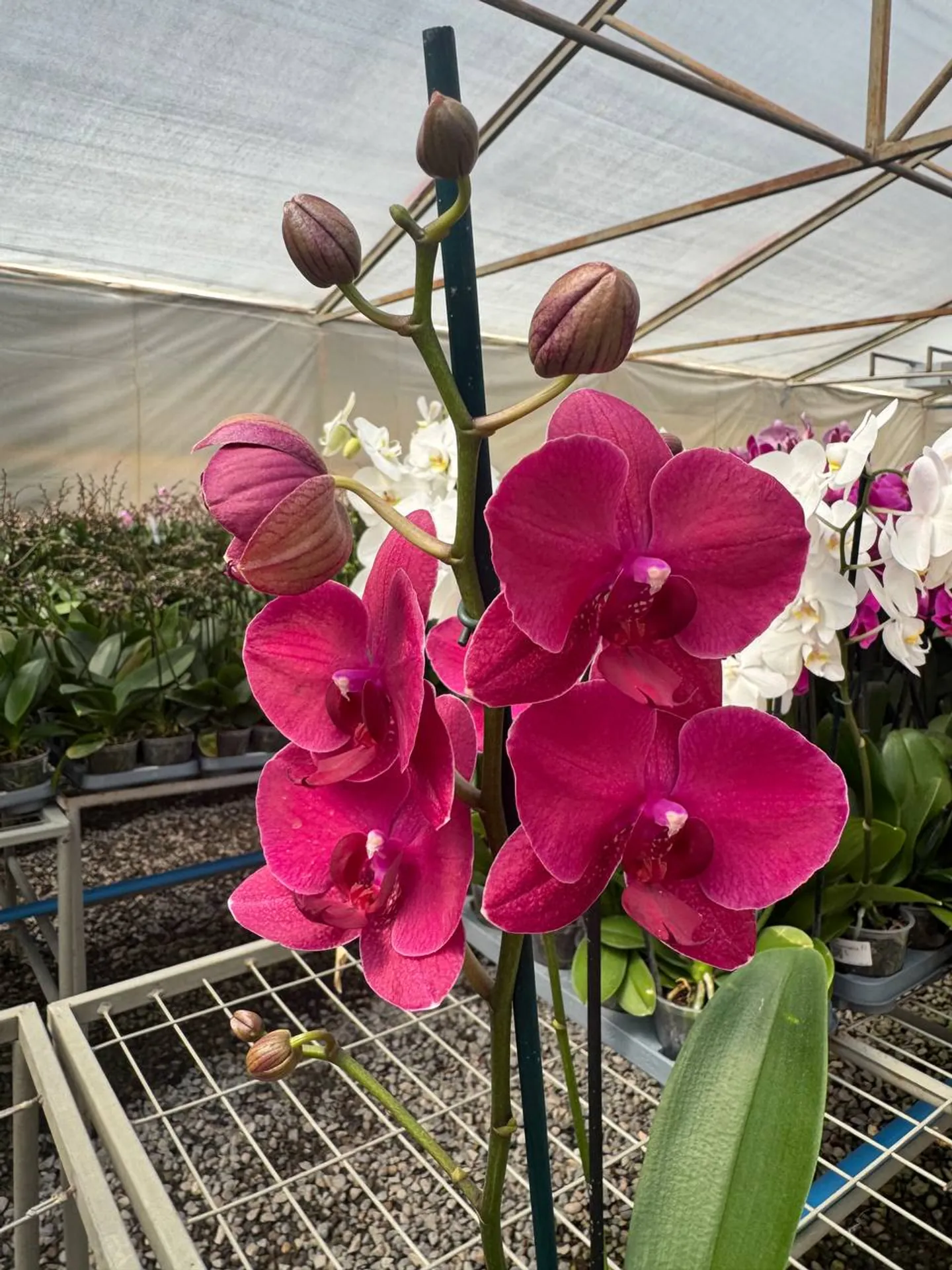 Orquídea Montreux