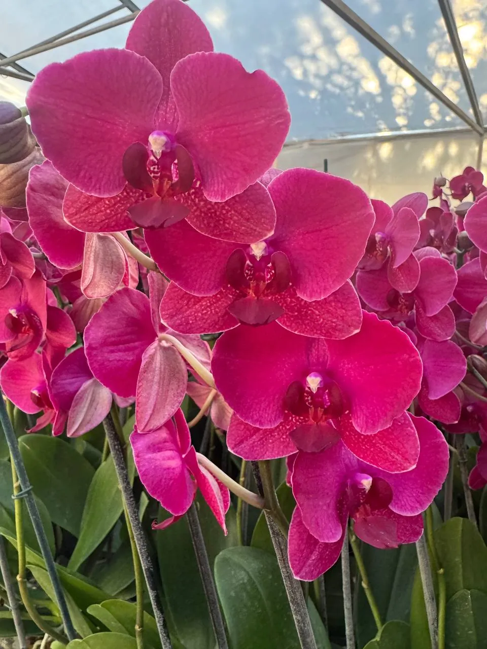 Orquídea Montreux