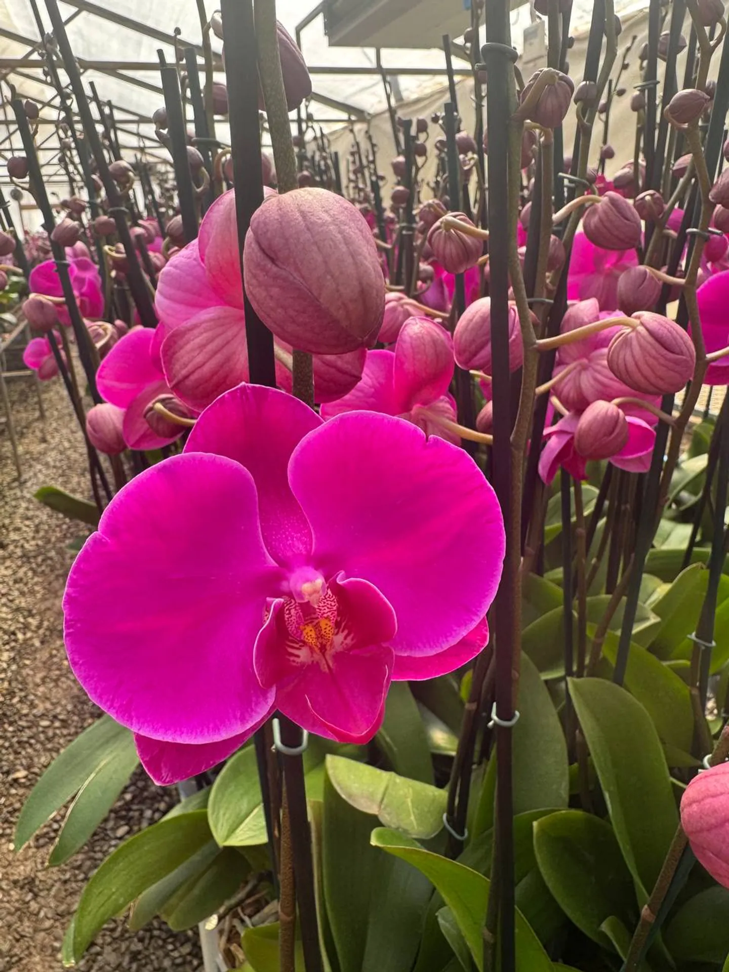 Orquídea African Queen