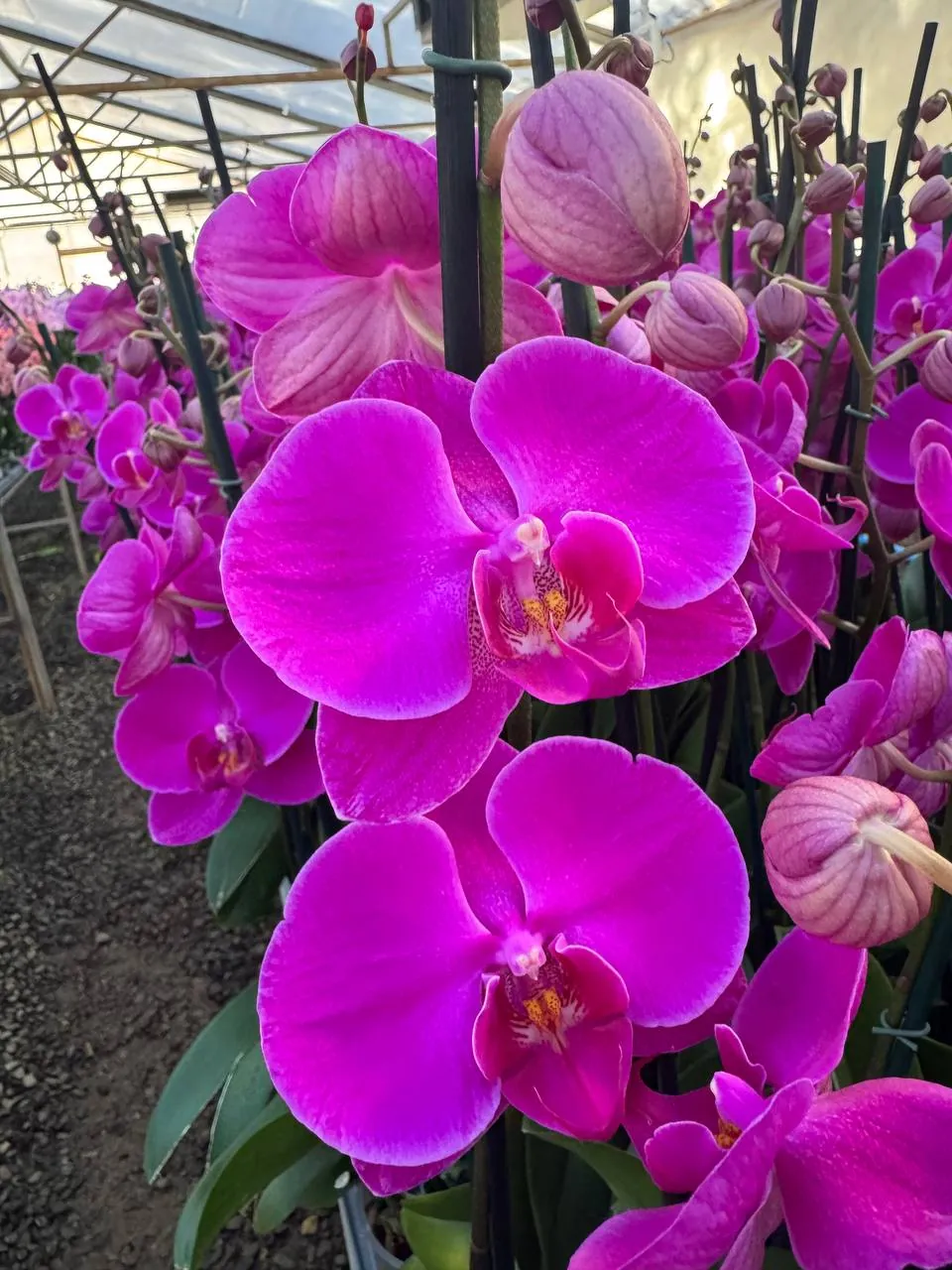 Orquídea African Queen
