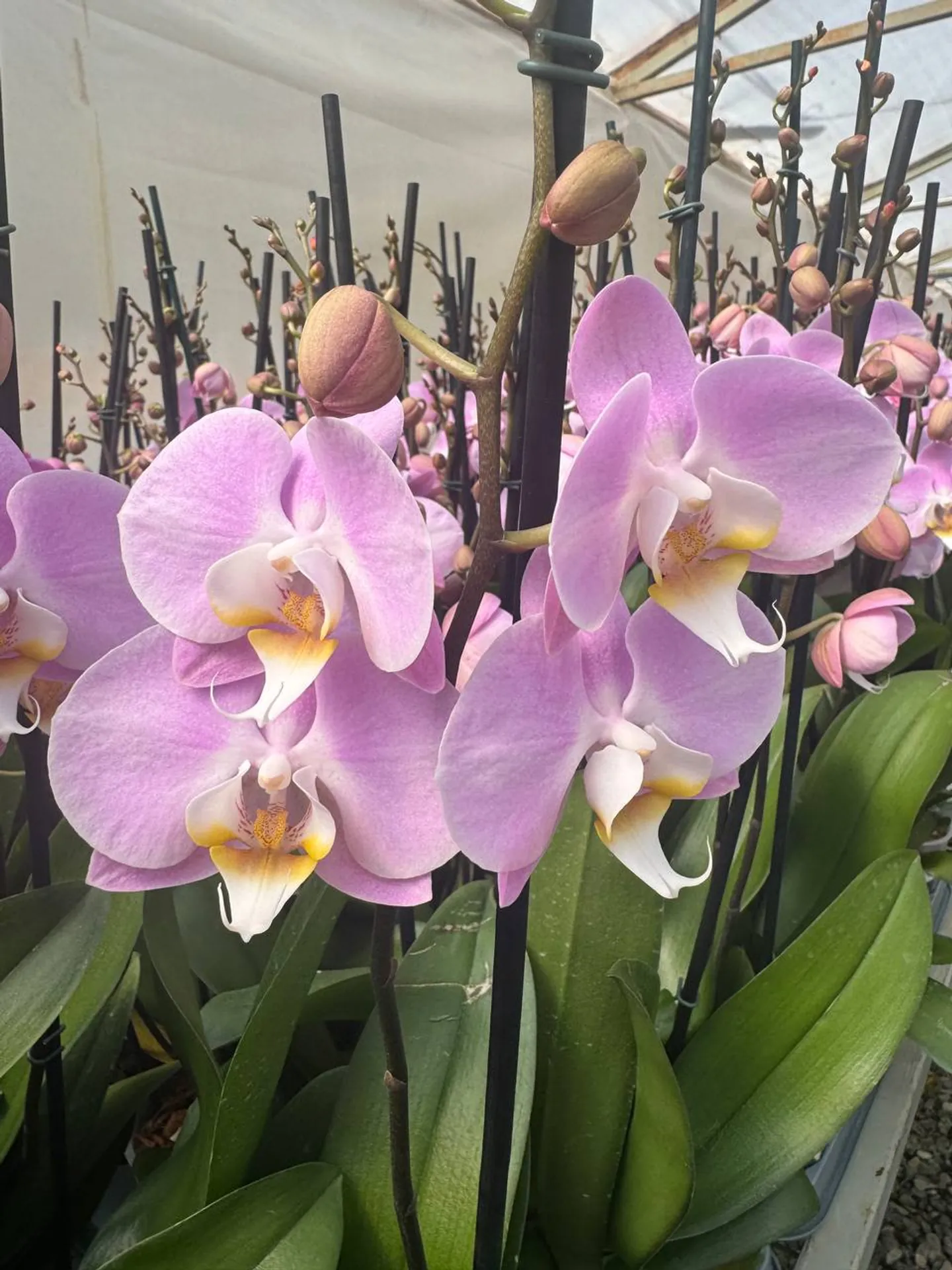 Orquídea Lovely Liv