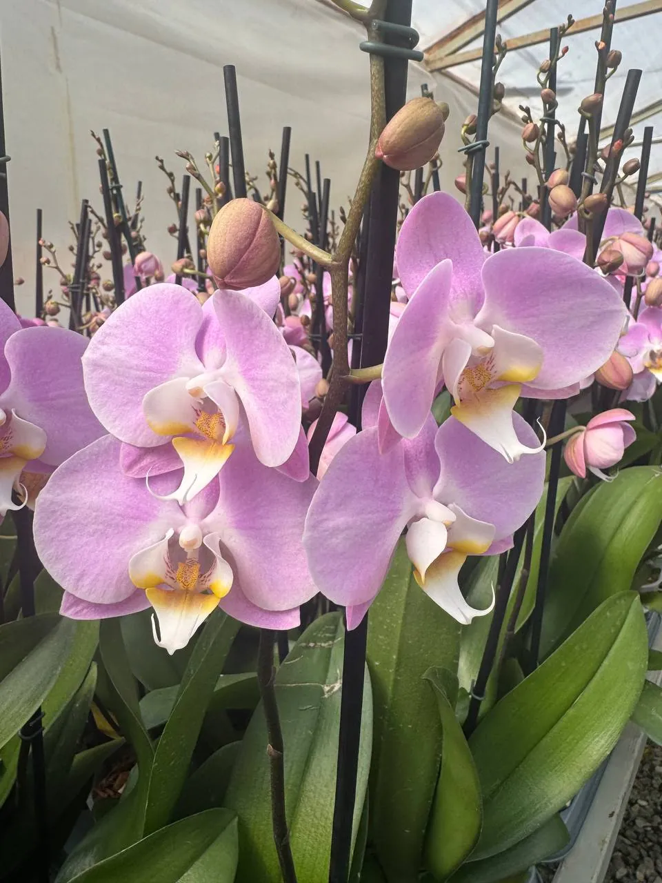 Orquídea Lovely Liv