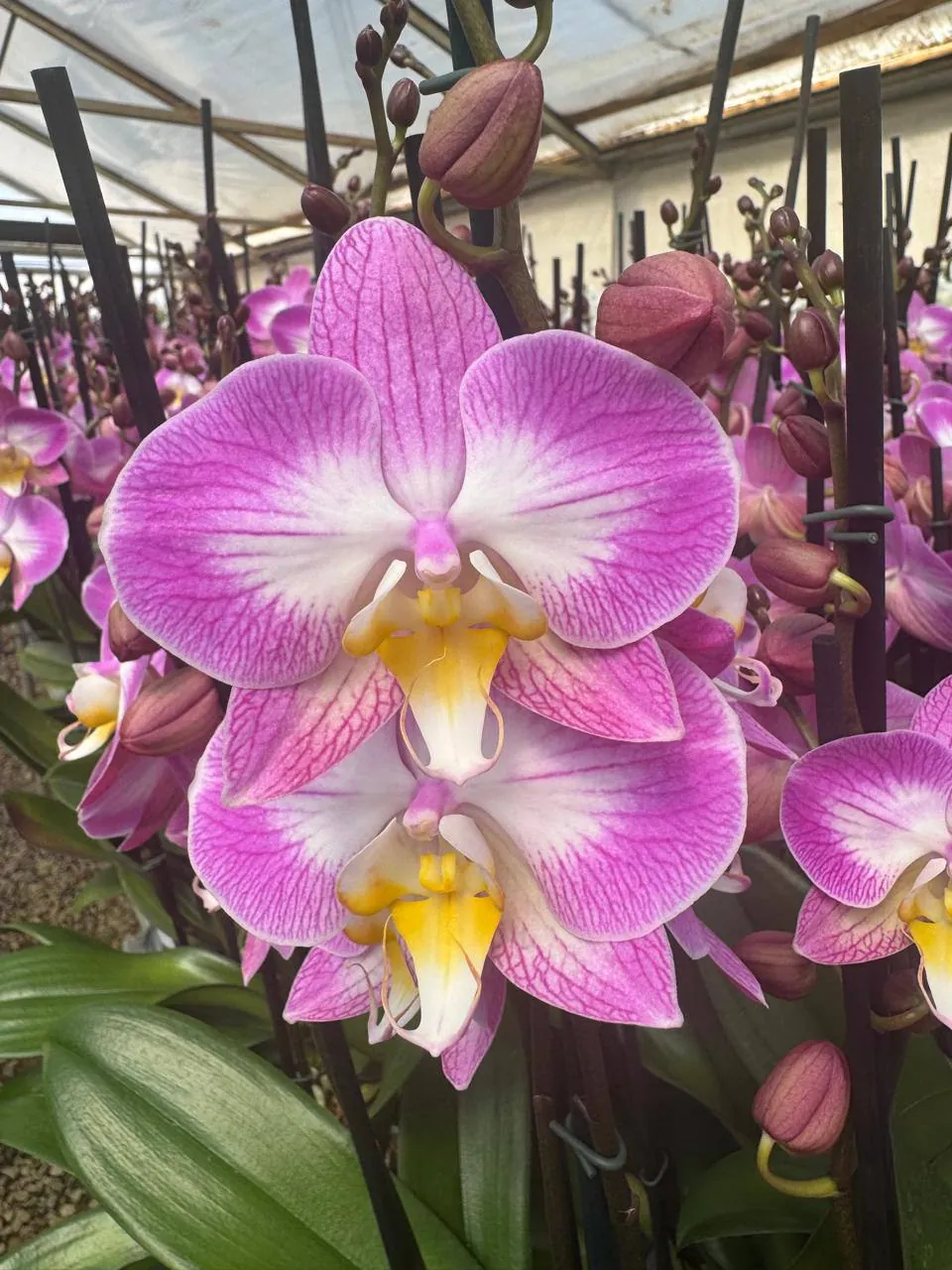 Orquídea Sunca Split