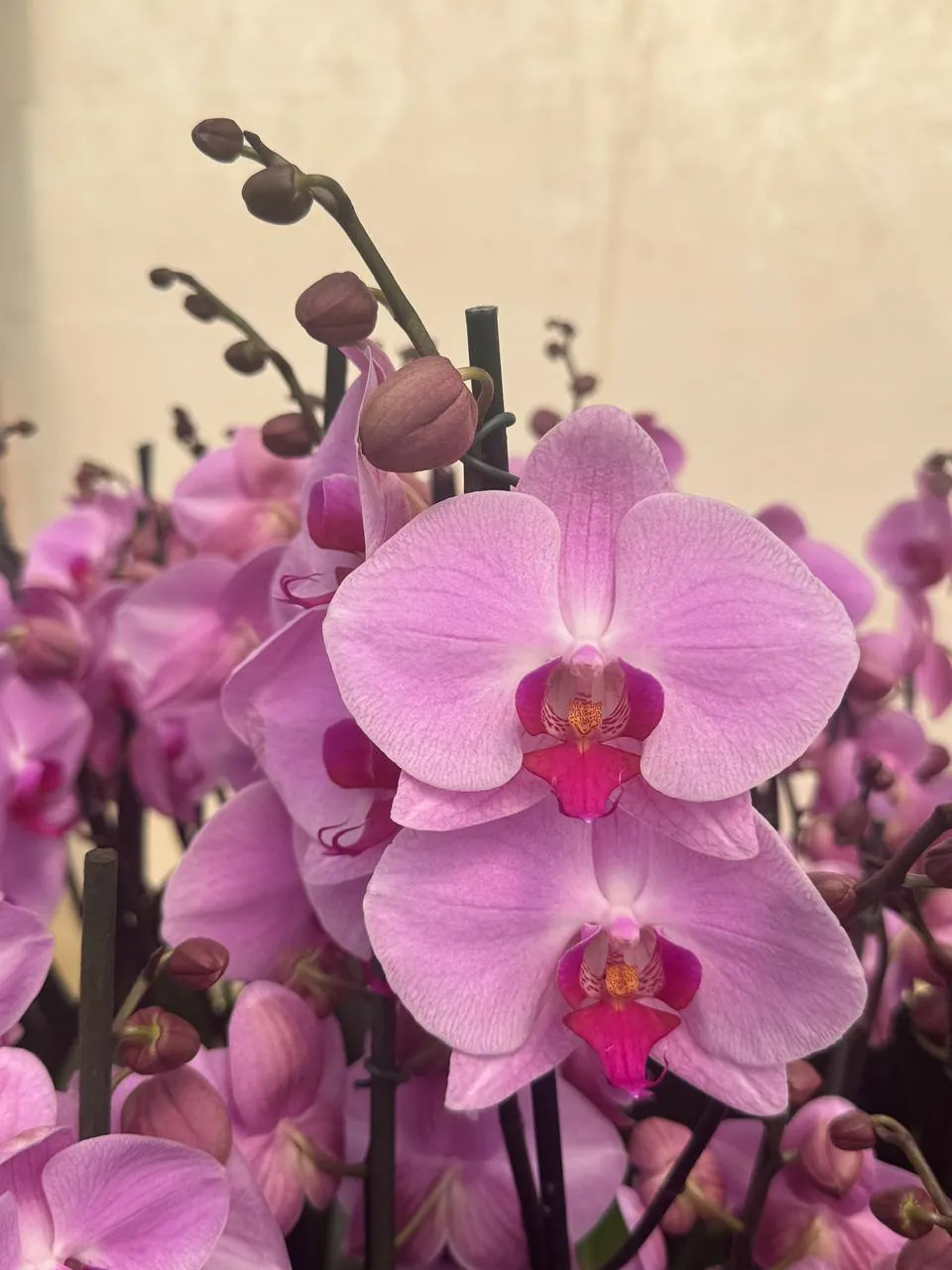 Orquídea 107691