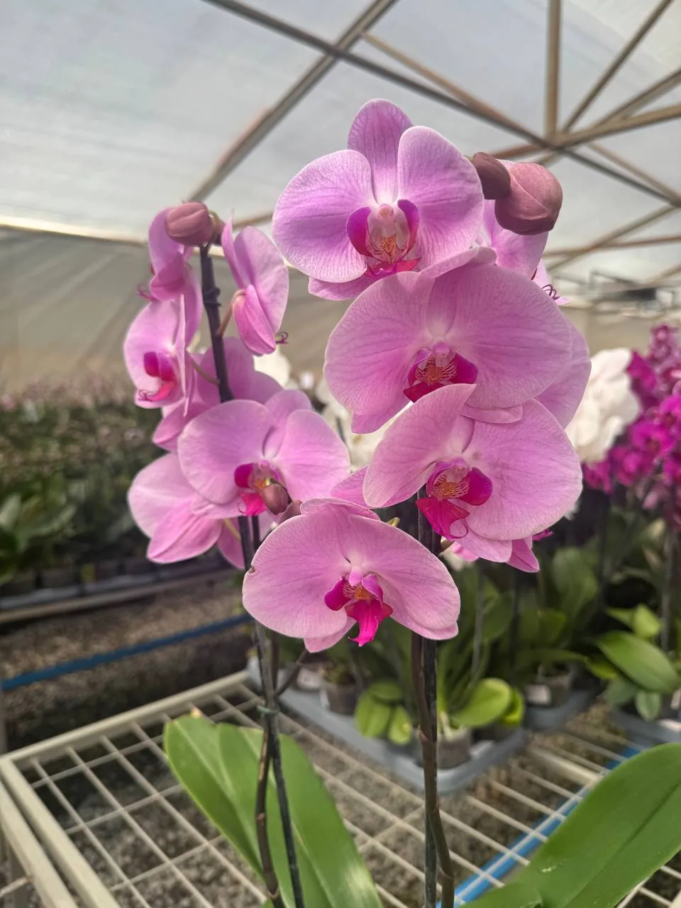 Orquídea 107717