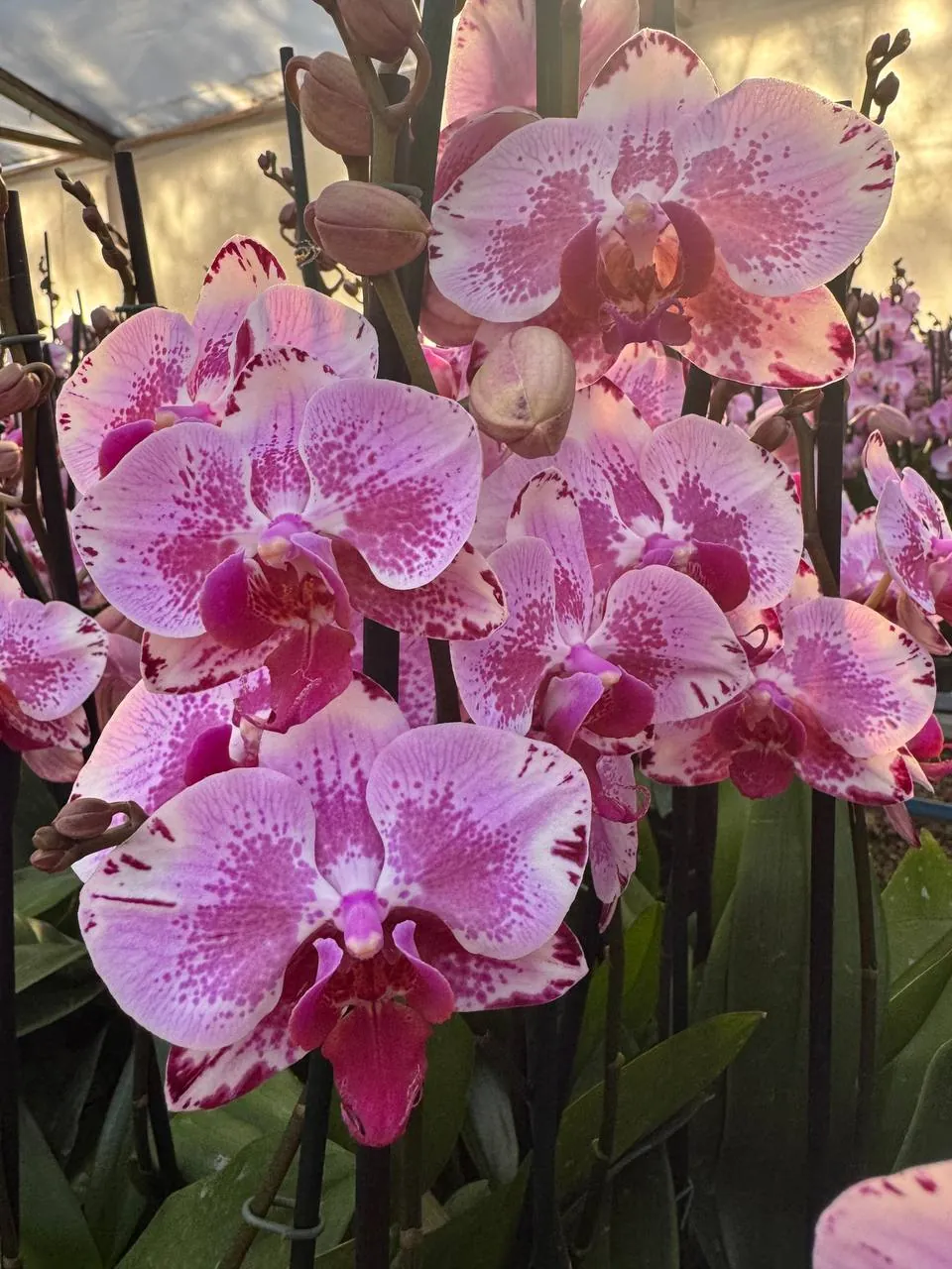 Orquídea B3339