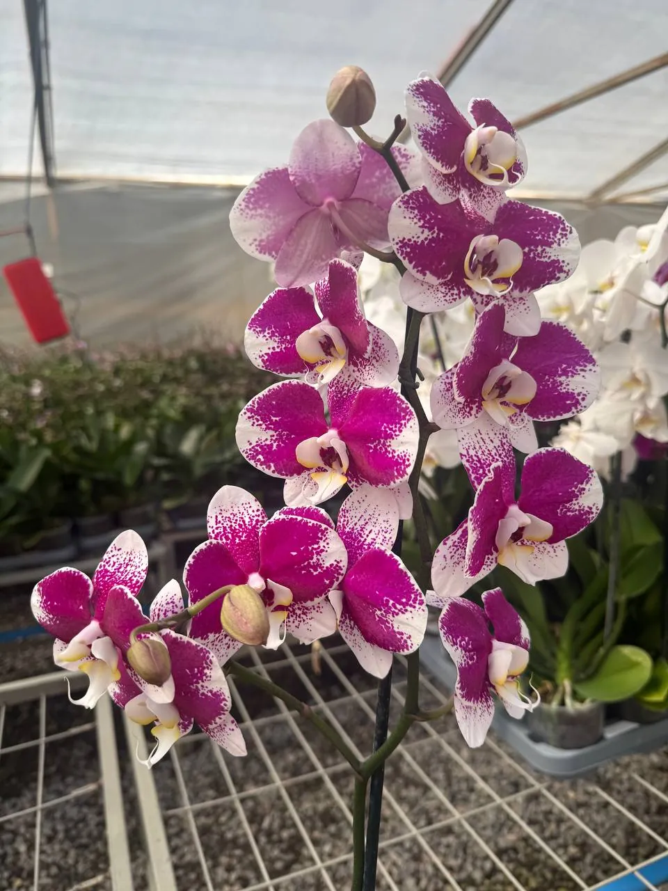 Orquídea Barcelona