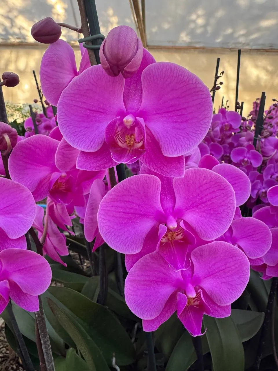 Orquídea Evolution