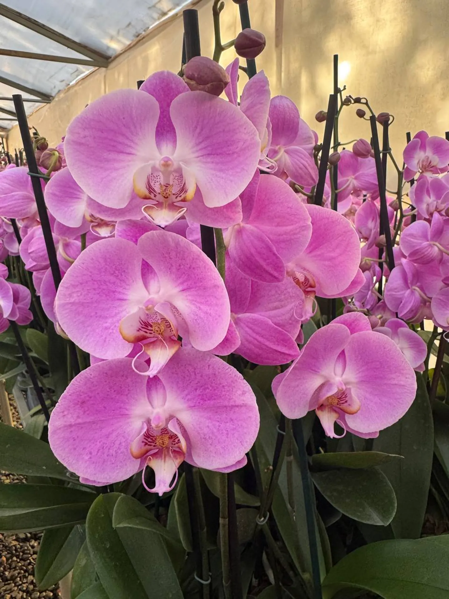 Orquídea Infinite dreams